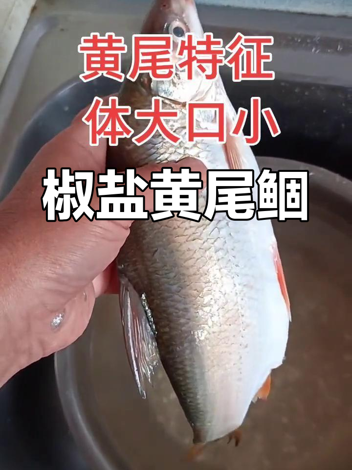 春钓黄尾鲴的技巧(春季钓黄尾鲴钓底还是钓浮)