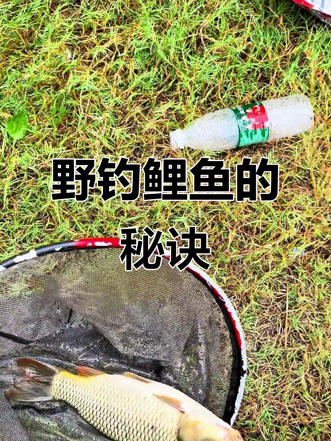 冬钓谷麦技巧(冬钓谷麦技巧视频教程)