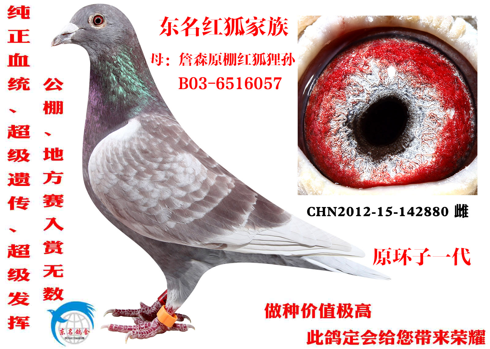 红狐渔具(渔具批发货源网app)