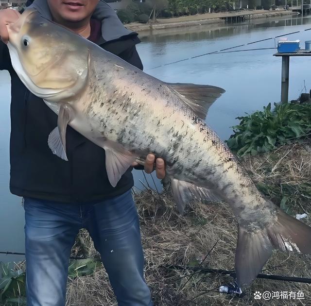 钓白鲢鱼视频技巧(钓鱼钓白鲢怎么钓)