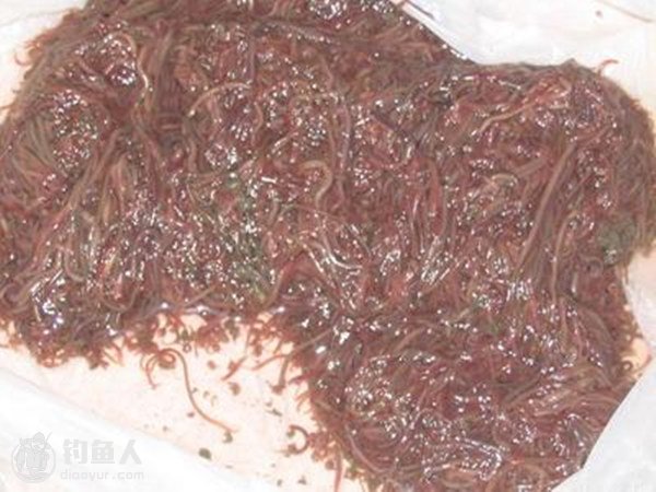 用线虫钓鱼技巧(线虫钓法)