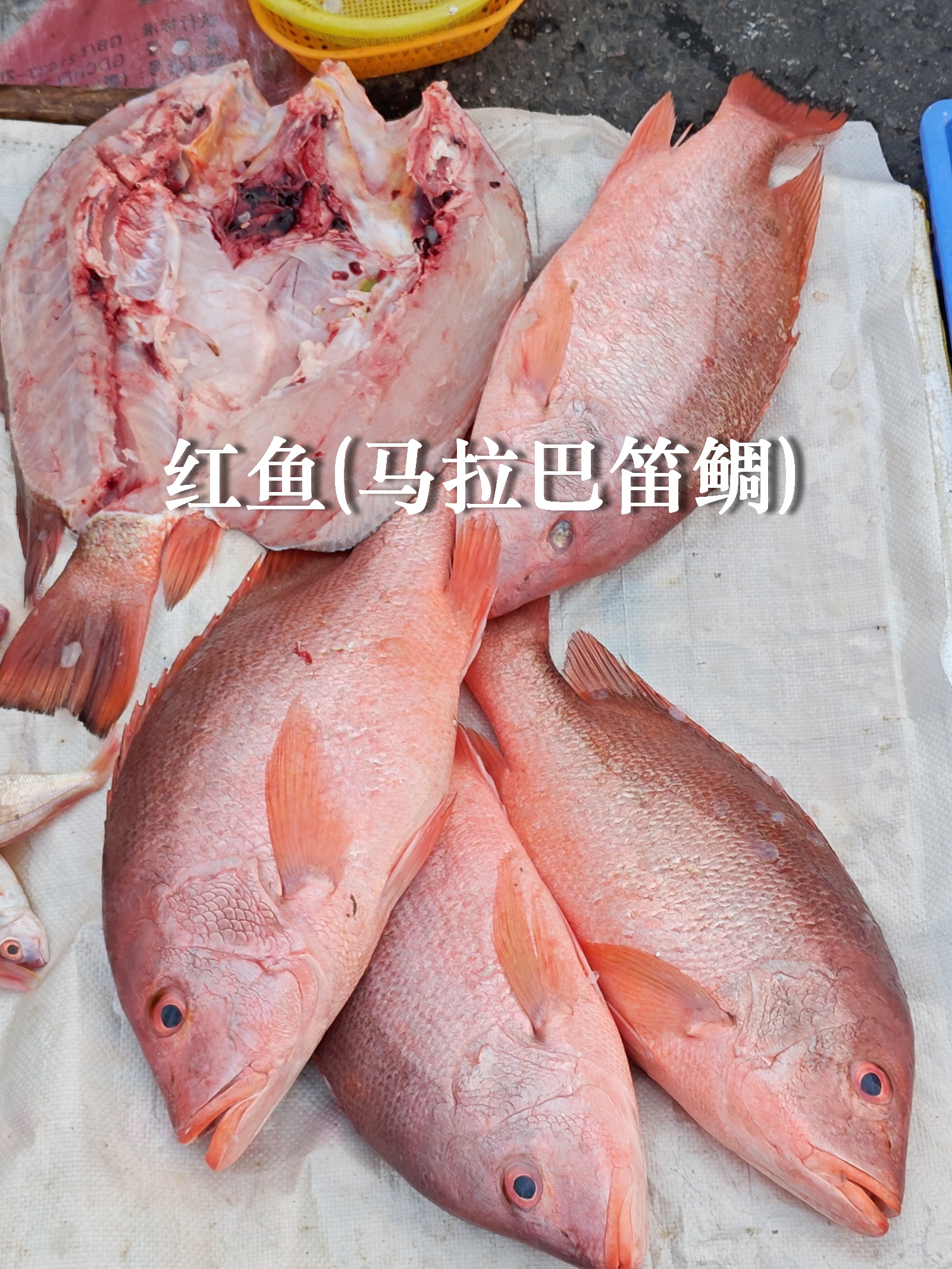 海钓红鼓鱼(怎样钓红鼓鱼)