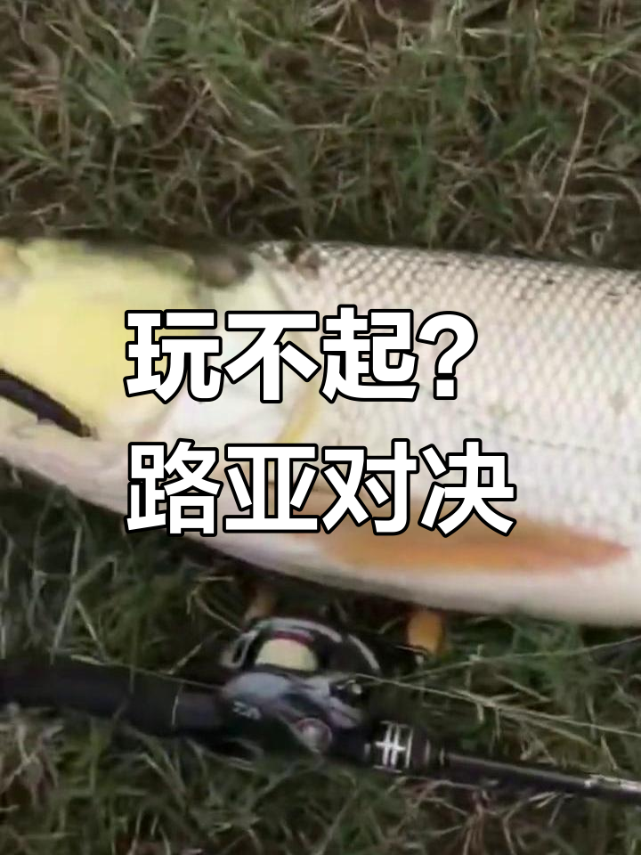 东江路亚路不到(东江路亚鳊鱼)