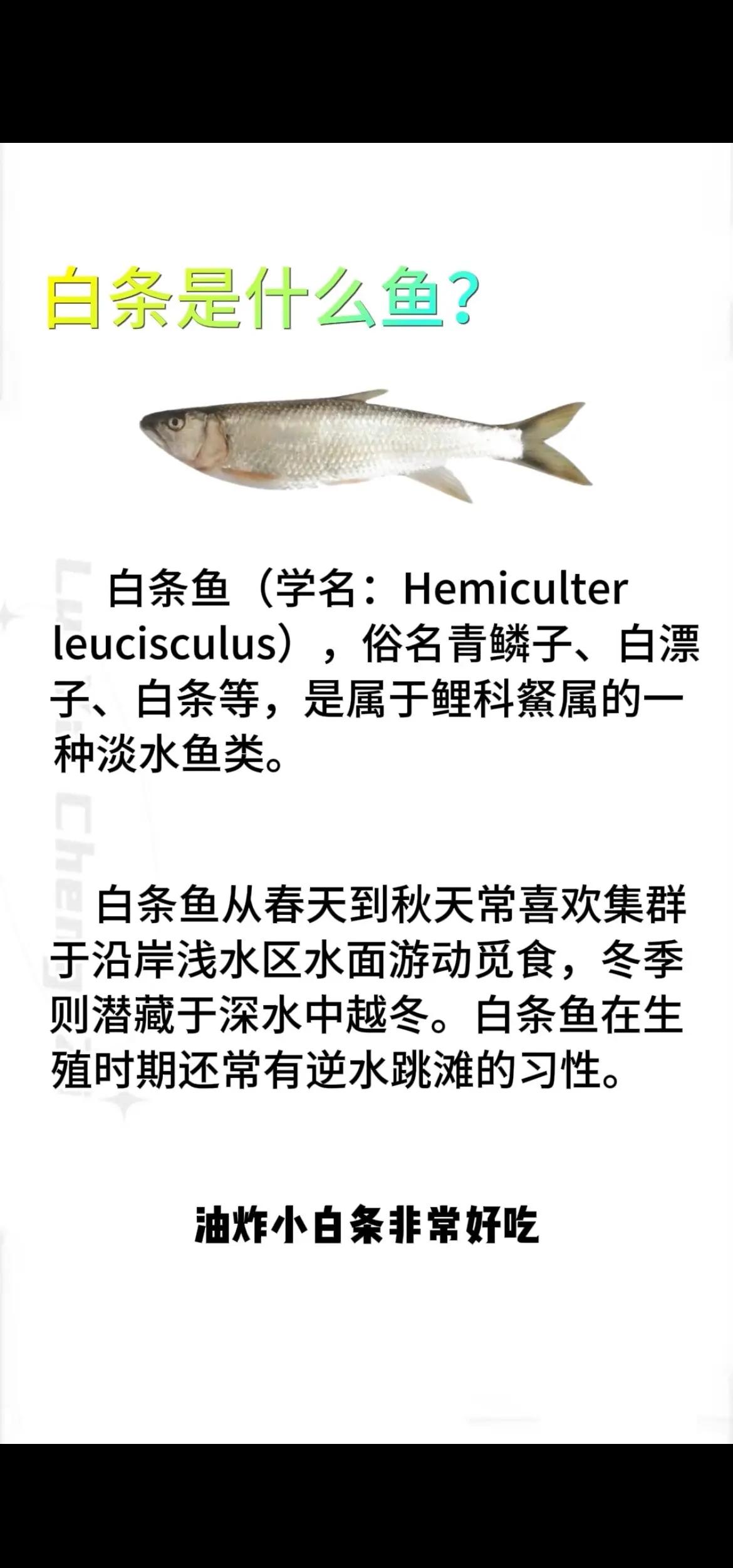 路亚ml白条(路亚ml钓白条)