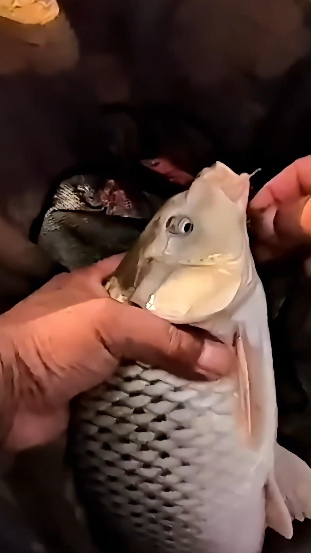 天热黑坑钓鲤鱼技巧(黑坑鲤鱼天热用什么味型的饵料)
