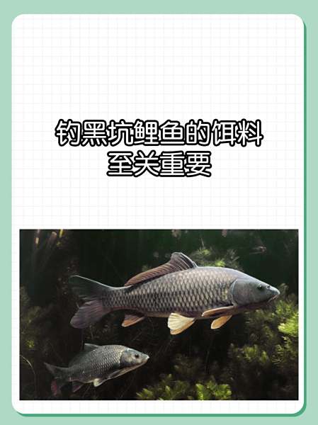 天热黑坑钓鲤鱼技巧(黑坑鲤鱼天热用什么味型的饵料)