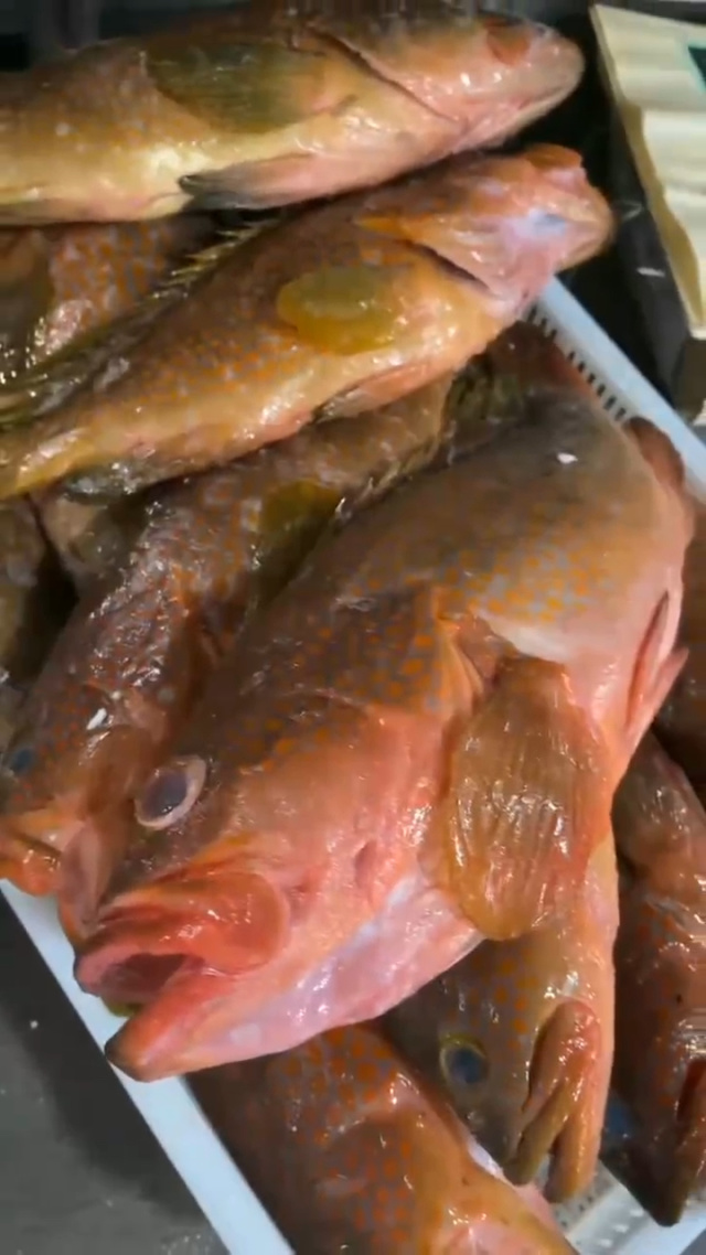蓬莱海钓石斑视频(蓬莱出海钓鱼)