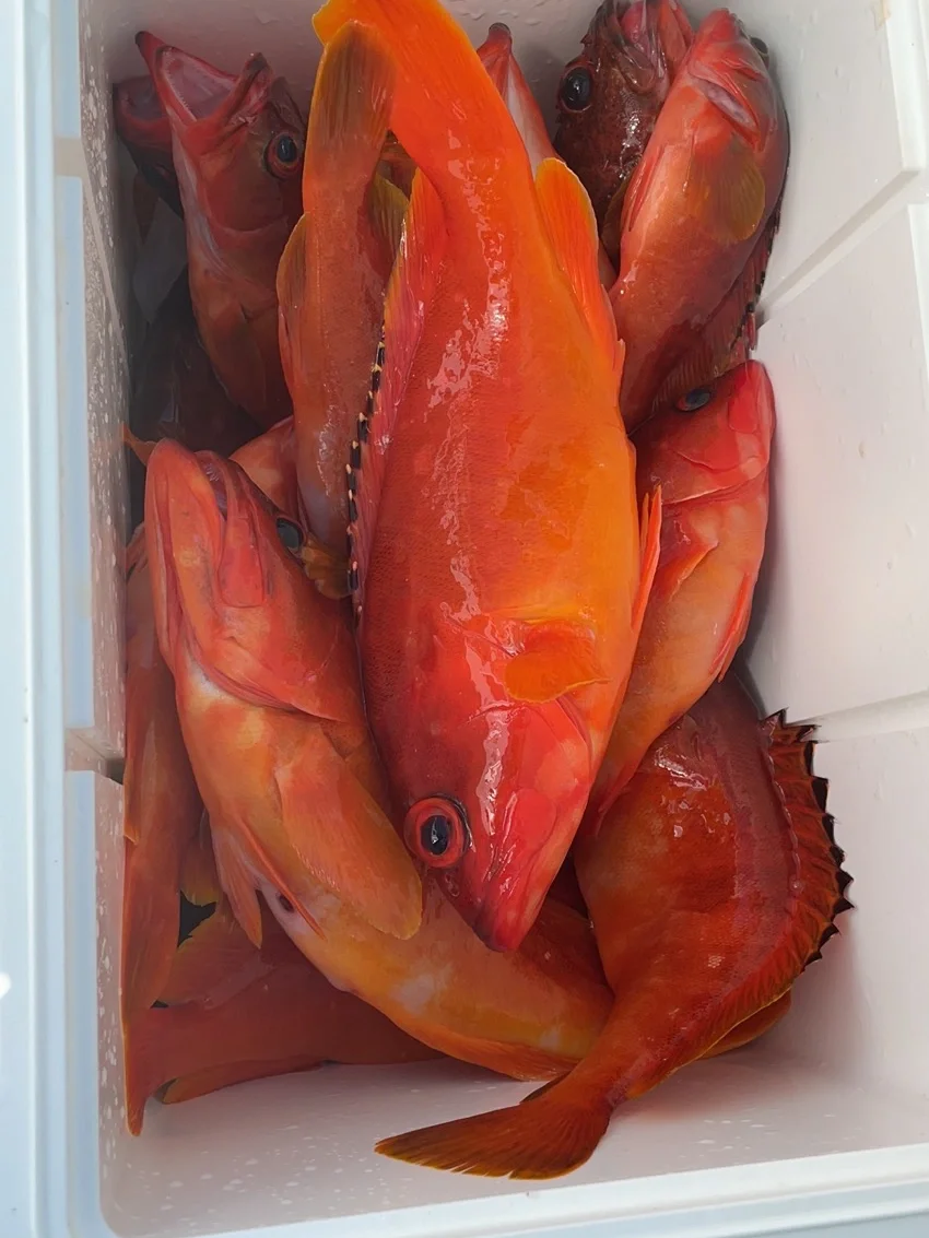蓬莱海钓石斑视频(蓬莱出海钓鱼)