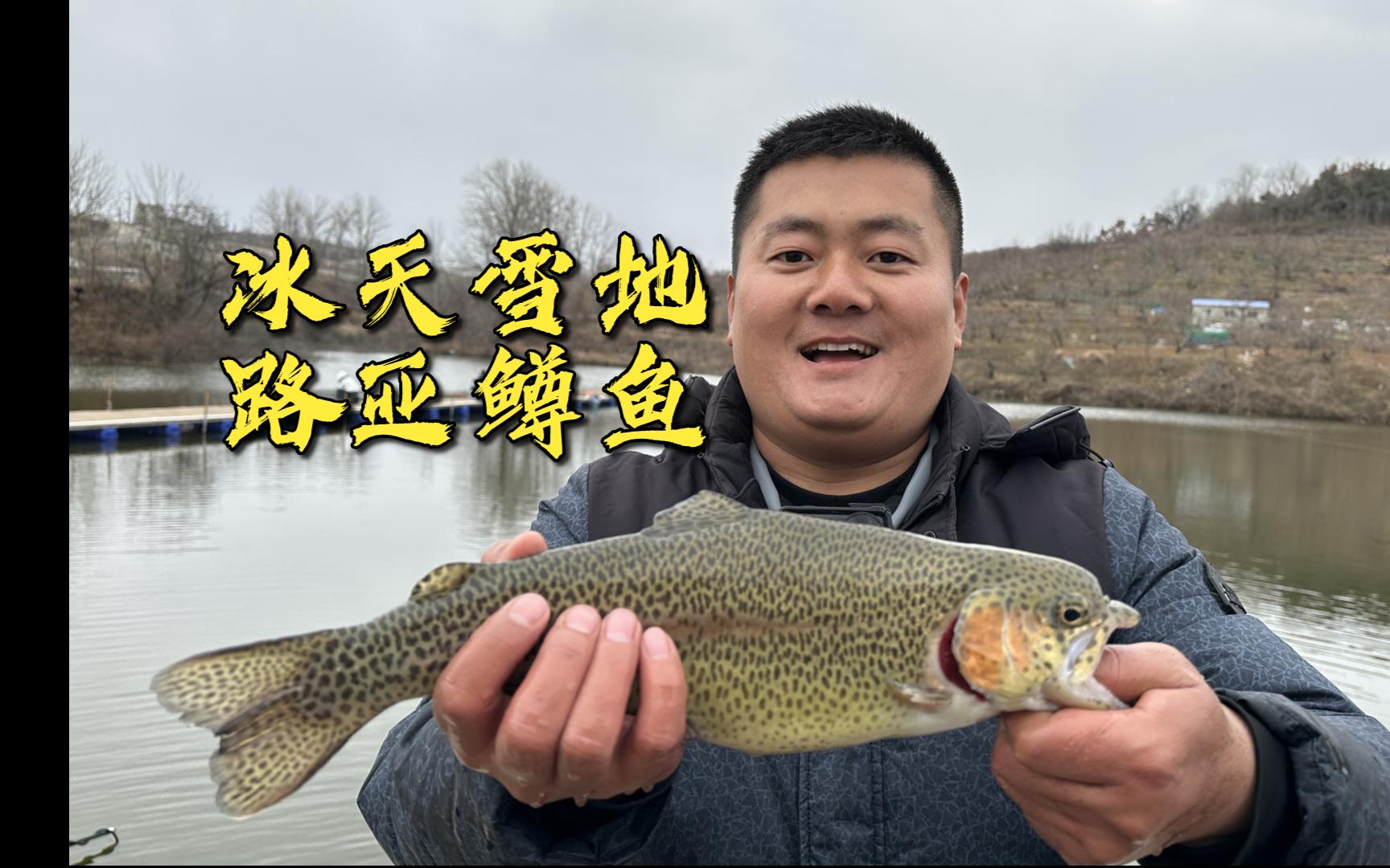 金鳟怎么路亚(金鳟鱼怎么路亚)