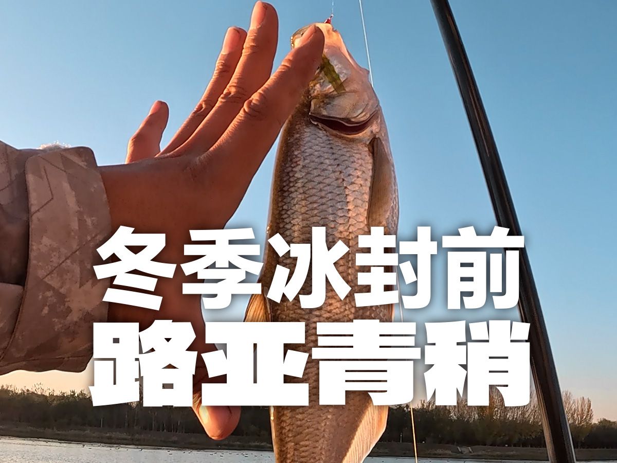 冬季路亚红稍(路亚冬天钓红尾)