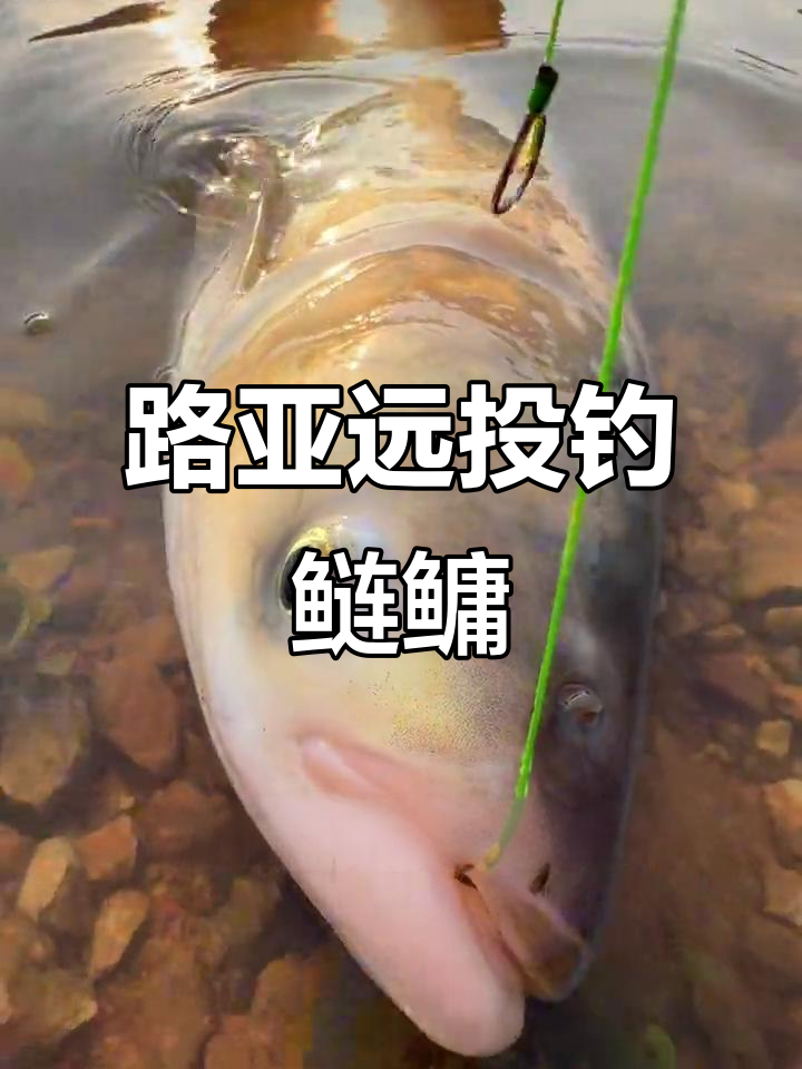 路亚竿可以钓鲢鱼吗(路亚竿可以钓鲢鱼吗怎么钓)