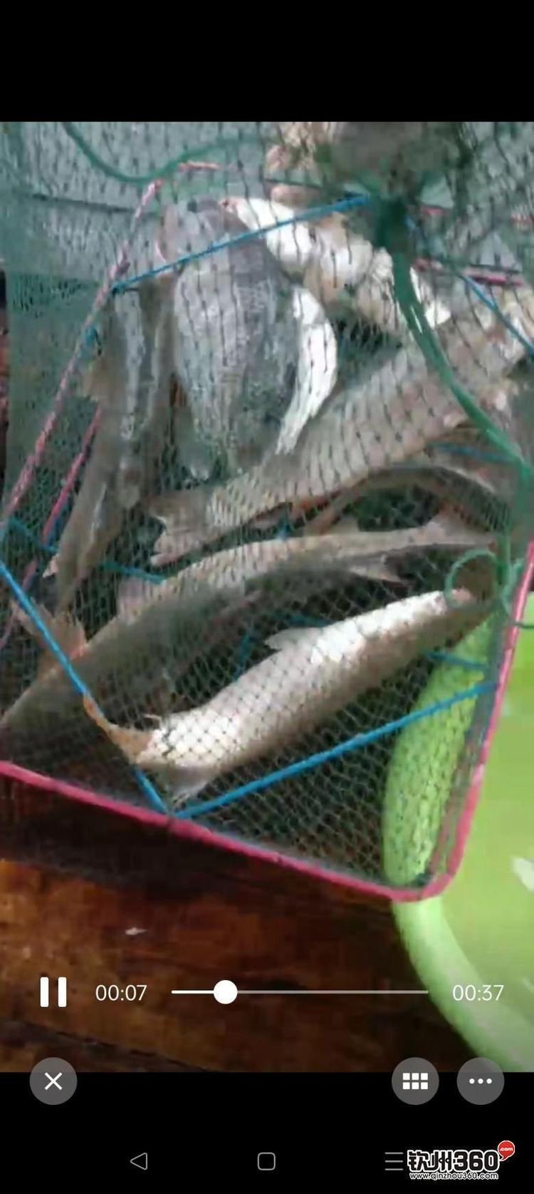 在海边网箱边钓鱼技巧(在海边网箱边钓鱼技巧视频)