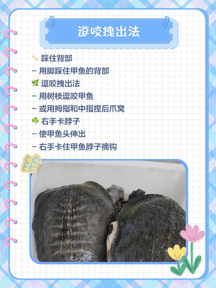 甲鱼钩钓甲鱼技巧(用甲鱼钩钓甲鱼教程)