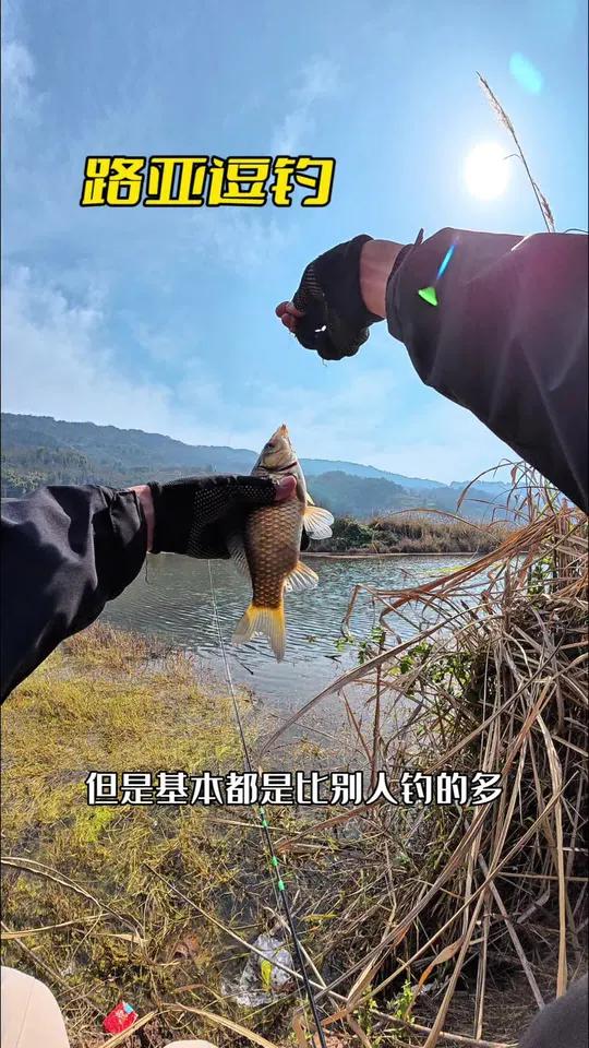 春钓大鲫鱼技巧视频(春钓大鲫鱼技巧视频教程)