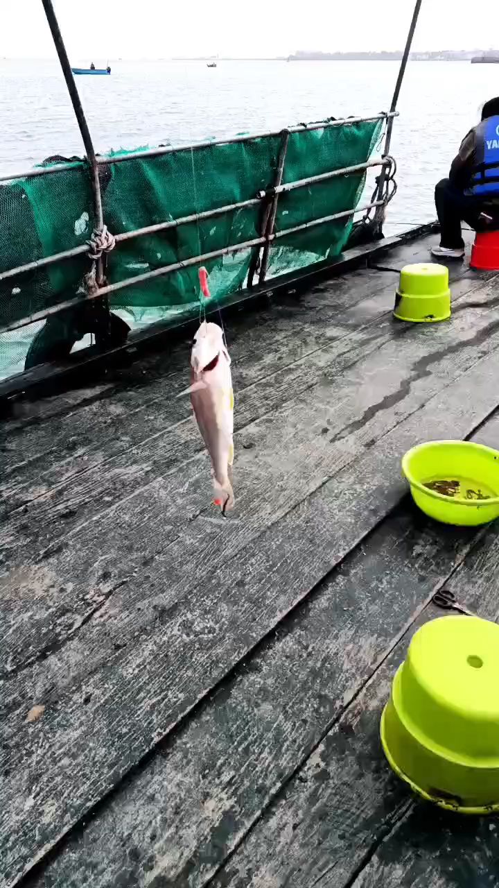 东山码头海上鱼船海钓(东山码头钓鱼怎么样)