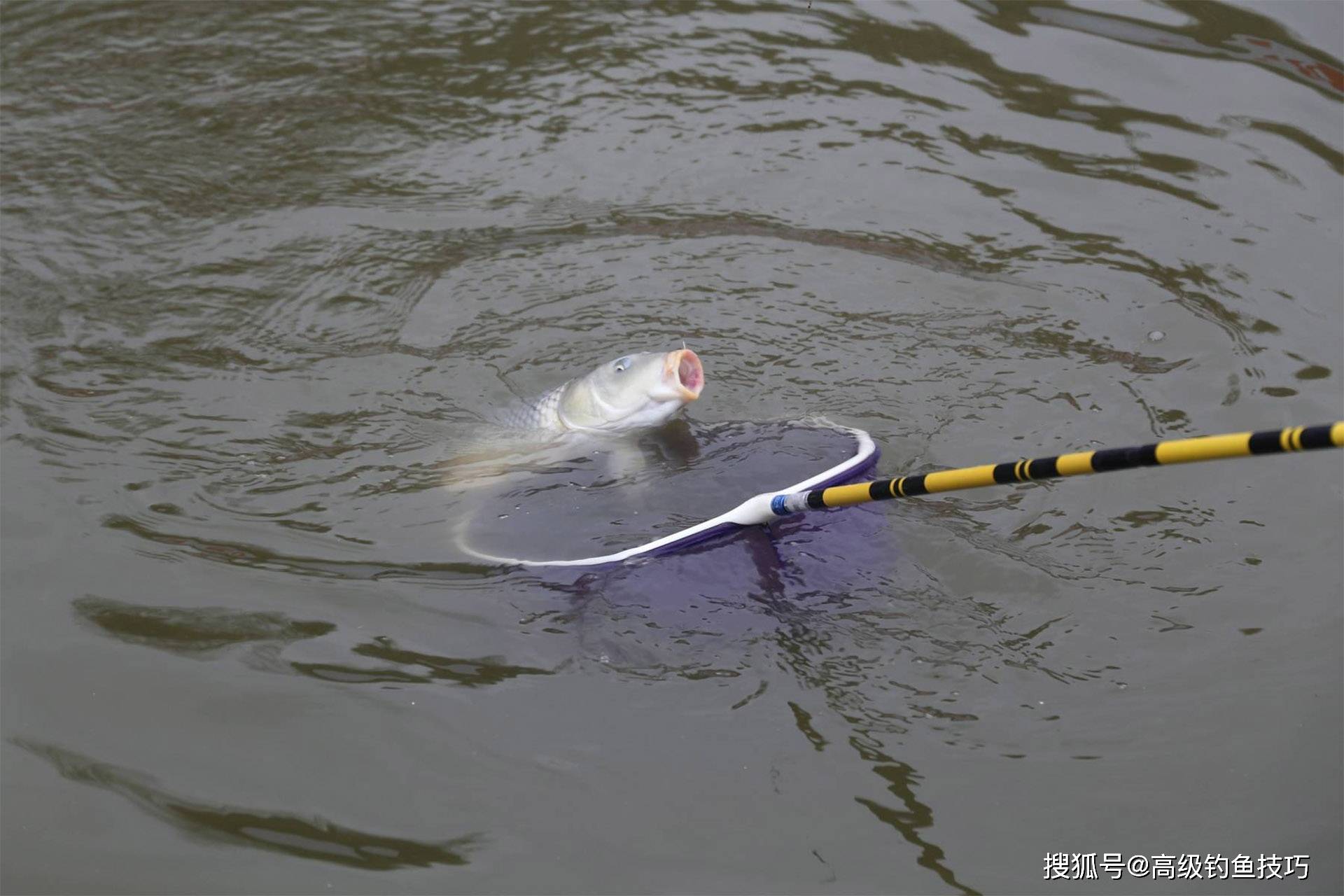 黑坑钓糗鱼技巧(黑坑糗鱼什么意思)