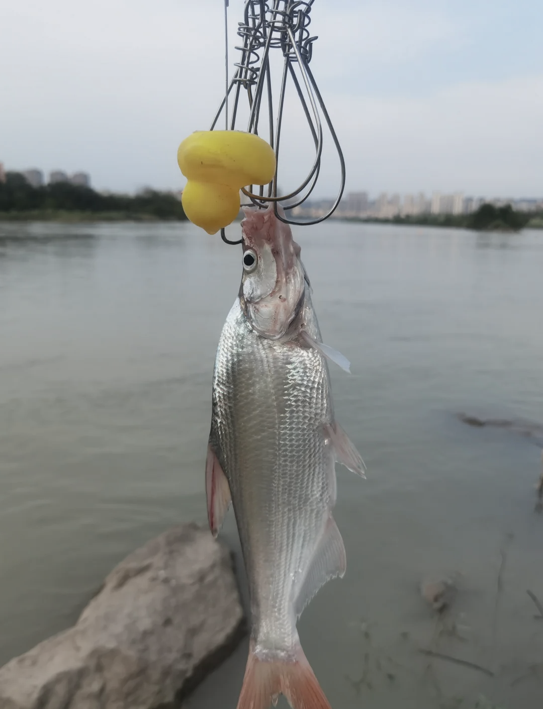 翘壳鱼饵料(翘壳鱼好不好)