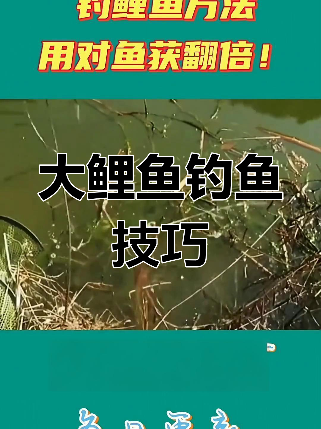 冬季野钓大鲤鱼技巧视频(冬天野钓怎么钓鲤鱼)
