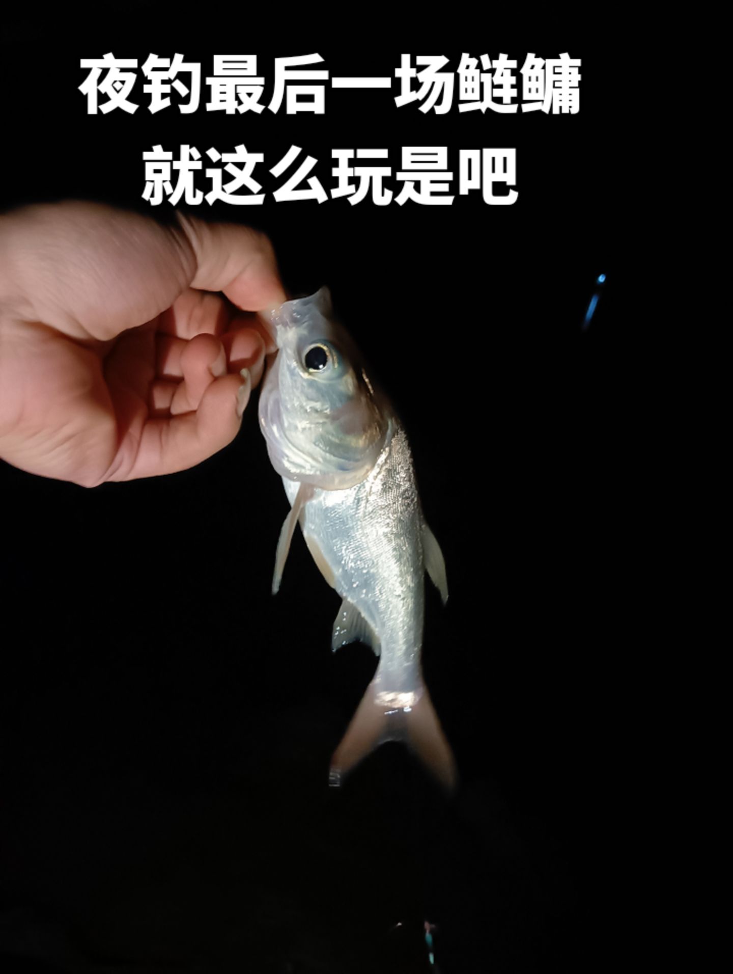台钓鳙鱼技巧(台钓鳙鱼技巧和方法)
