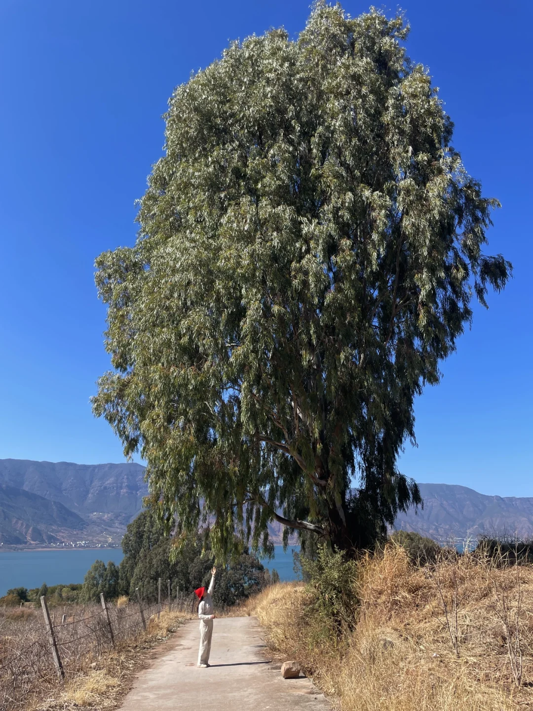 丽江程海钓鱼(丽江程海旅游)