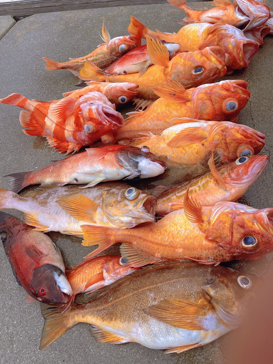 钦州海钓(钦州海钓最佳区域)