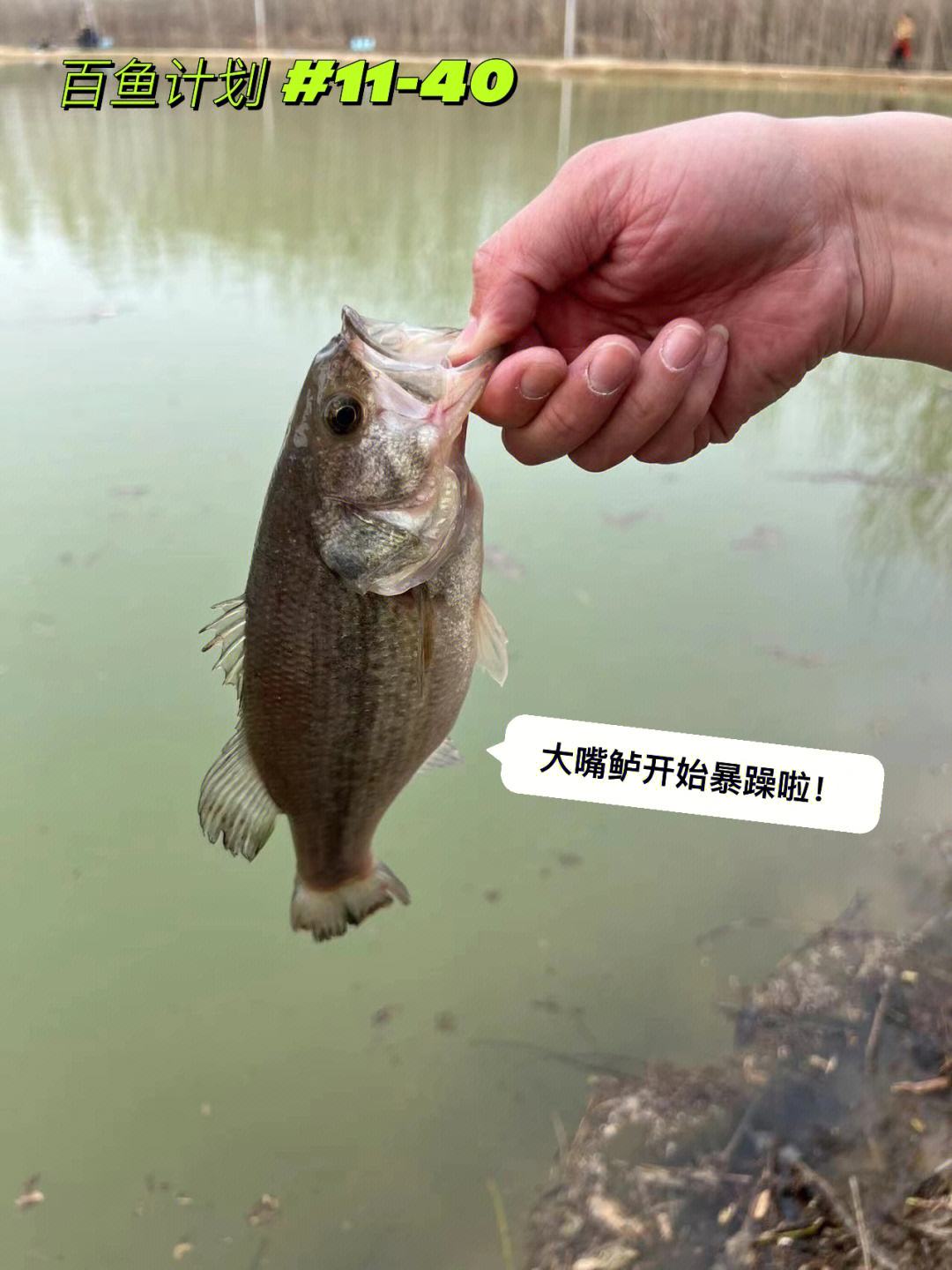 路亚淡水鲈鱼技巧手法(怎样路亚淡水鲈鱼)