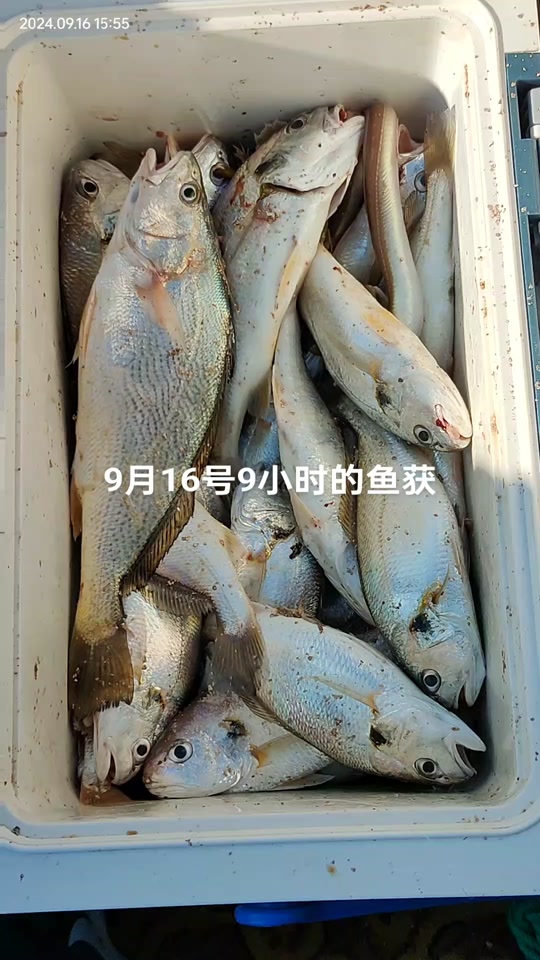 鸡骨礁海钓怎么收费(海钓船价格及型号)
