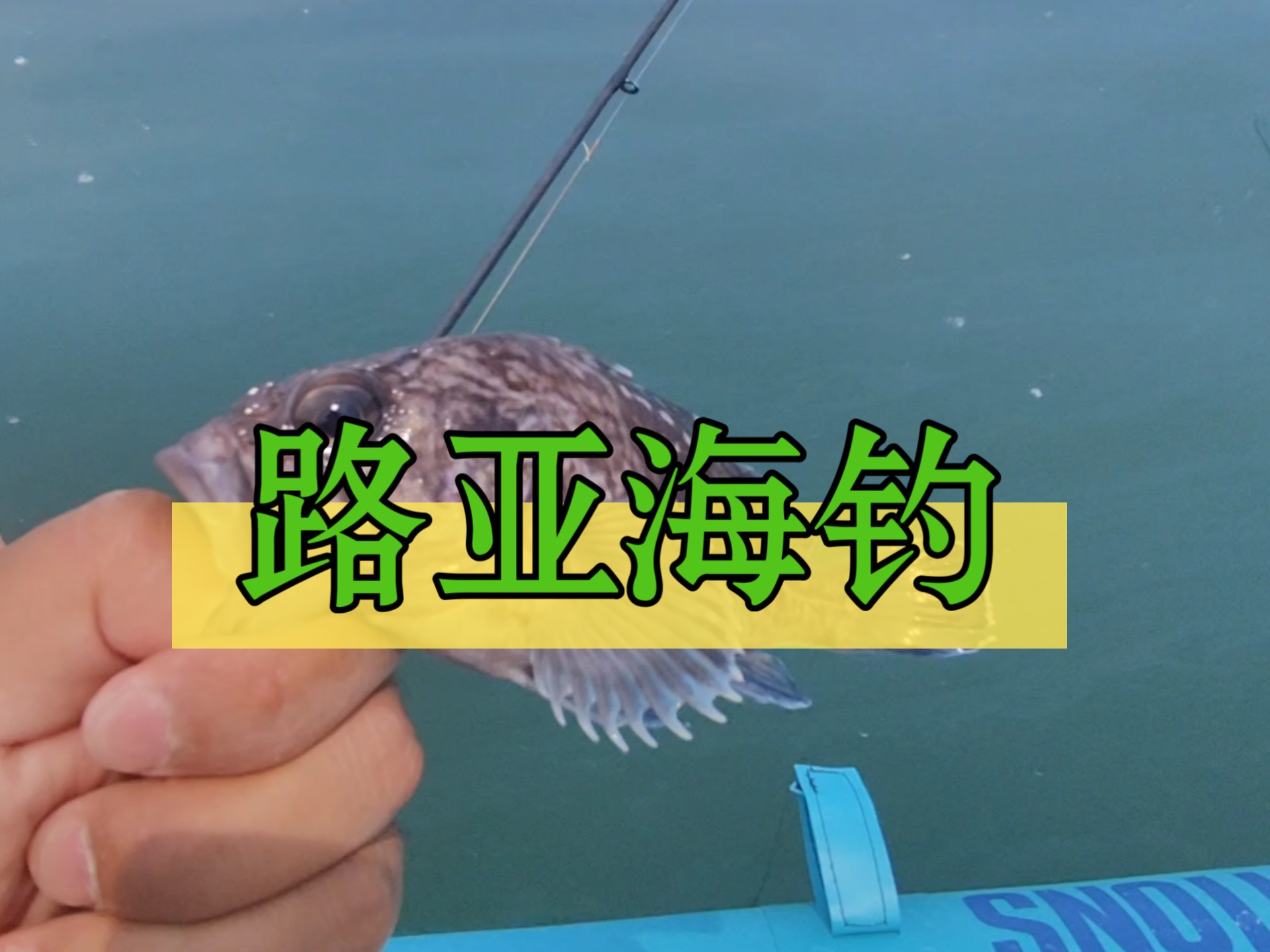 海钓黑头鱼技巧大全(海钓黑头钓组图解)
