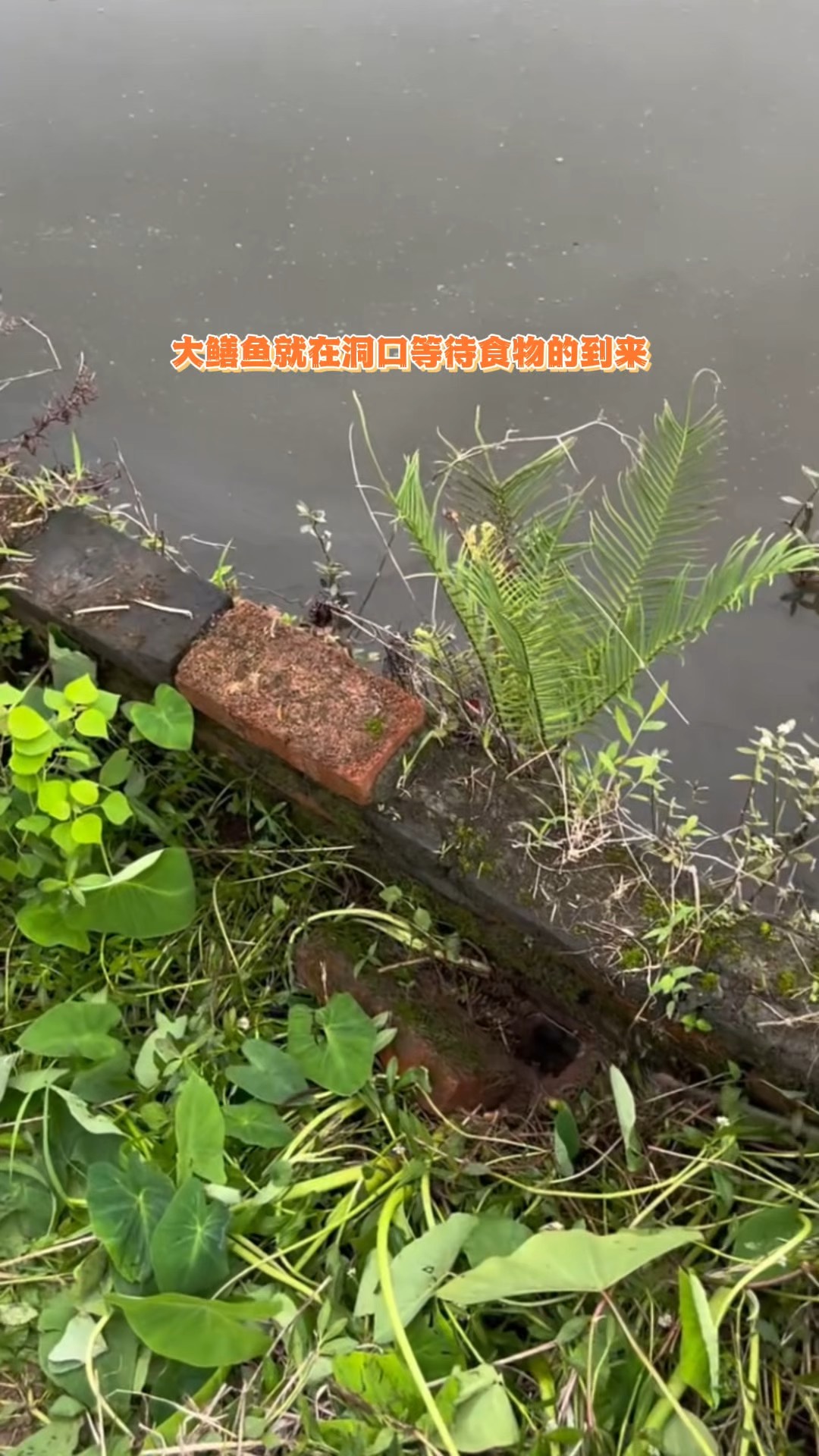 找鳝洞技巧(怎么才能找到黄鳝的窝)