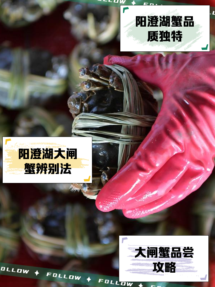 用螃蟹做饵料(螃蟹诱饵怎么做)