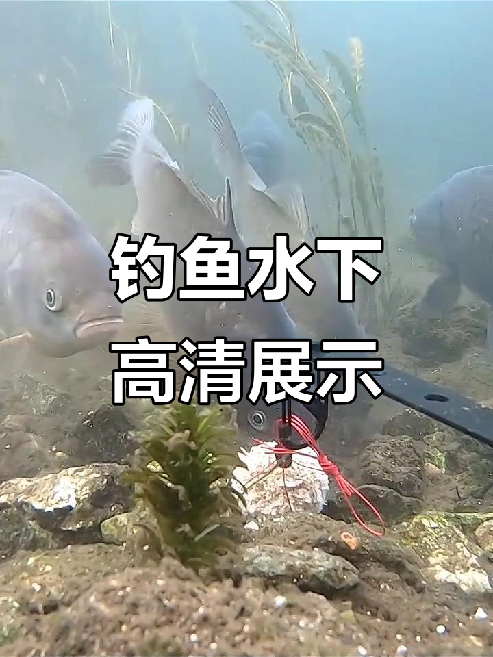 爆炸钩钓鲫鱼技巧中(爆炸钩钓鲫鱼饵料配方)