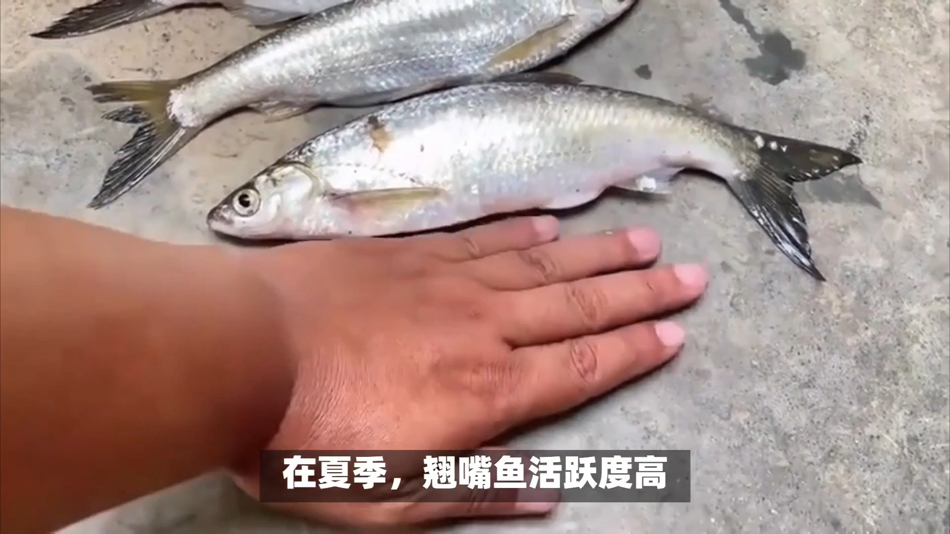 夏季中午钓翘嘴技巧(钓翘嘴中午是不是比早上钓得深)