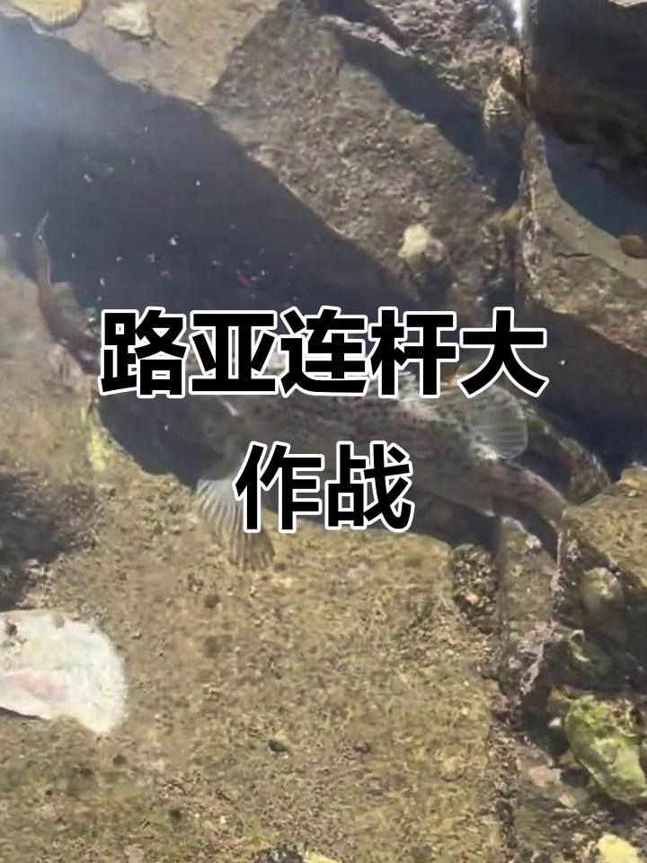 姜堰路亚(姜堰钓点)
