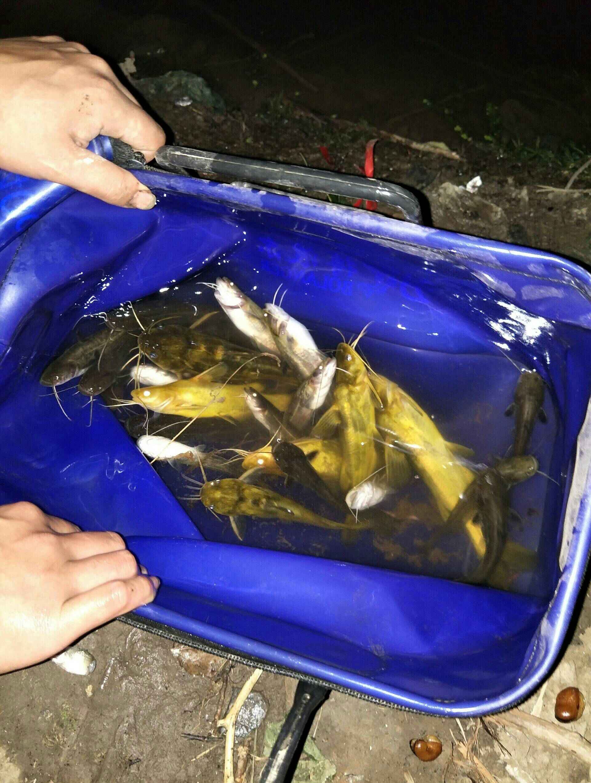 夜钓抛竿技巧视频(夜钓抛竿用什么钩组比较好)