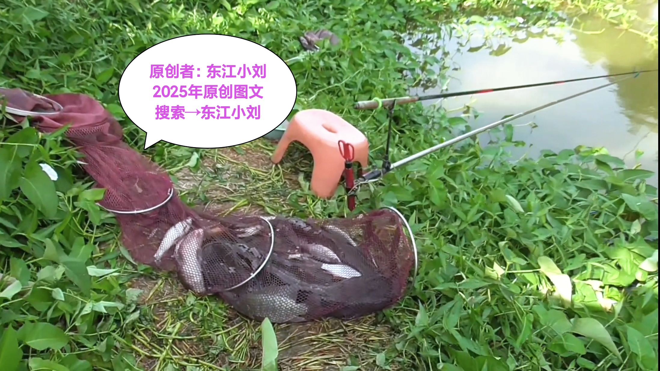 秋天黑坑钓罗非鱼技巧(秋天黑坑钓罗非鱼技巧和方法)