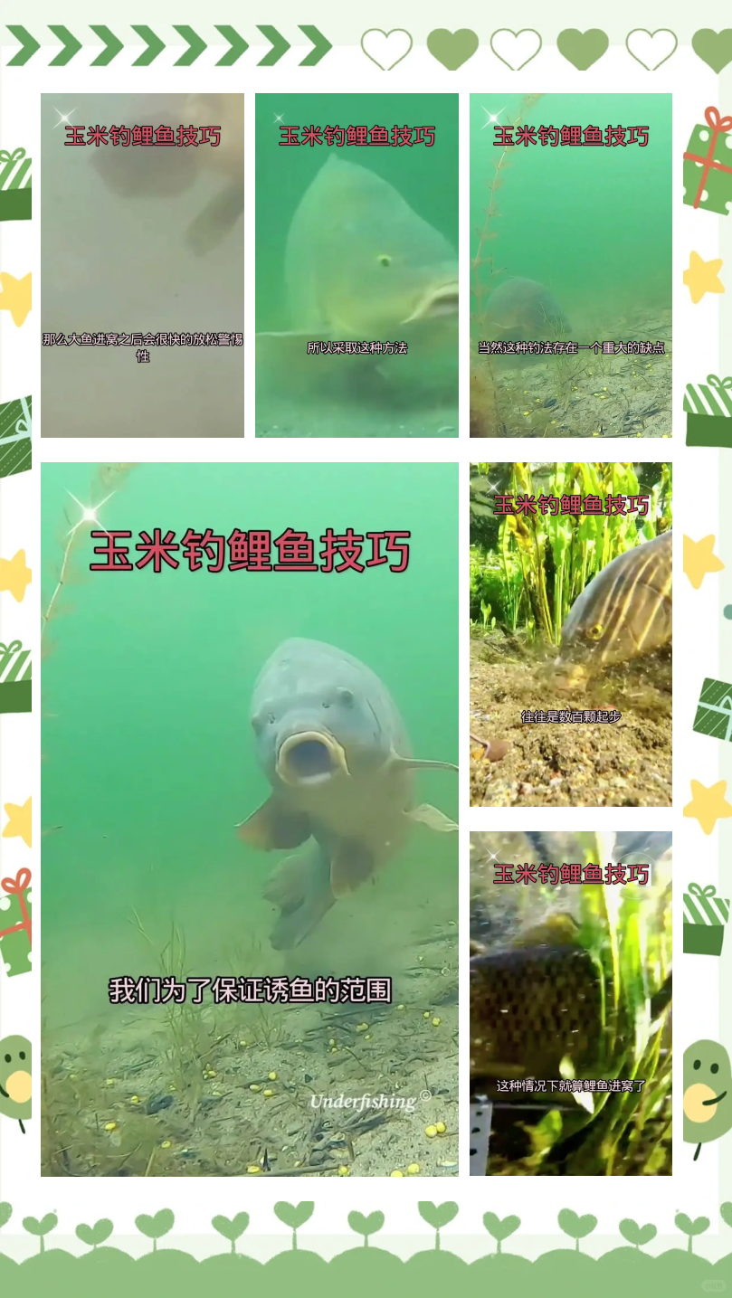 玉米钓鱼技巧视频(玉米钓鱼视频野钓实战大鱼)
