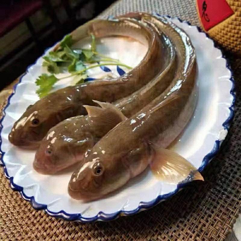 路亚沙光鱼(沙光鱼什么时候钓最合适)