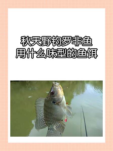 秋天饵料味型选择(秋天饵料味型选择)