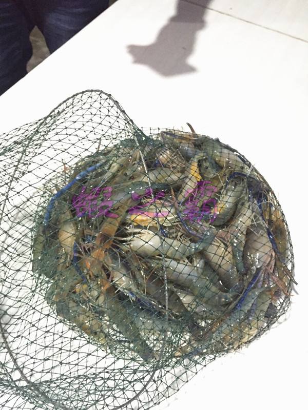 活虾饵料(活虾鱼饵)