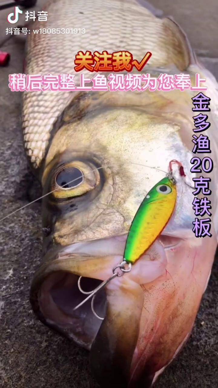 灵动路亚直播(日本灵动鱼竿)