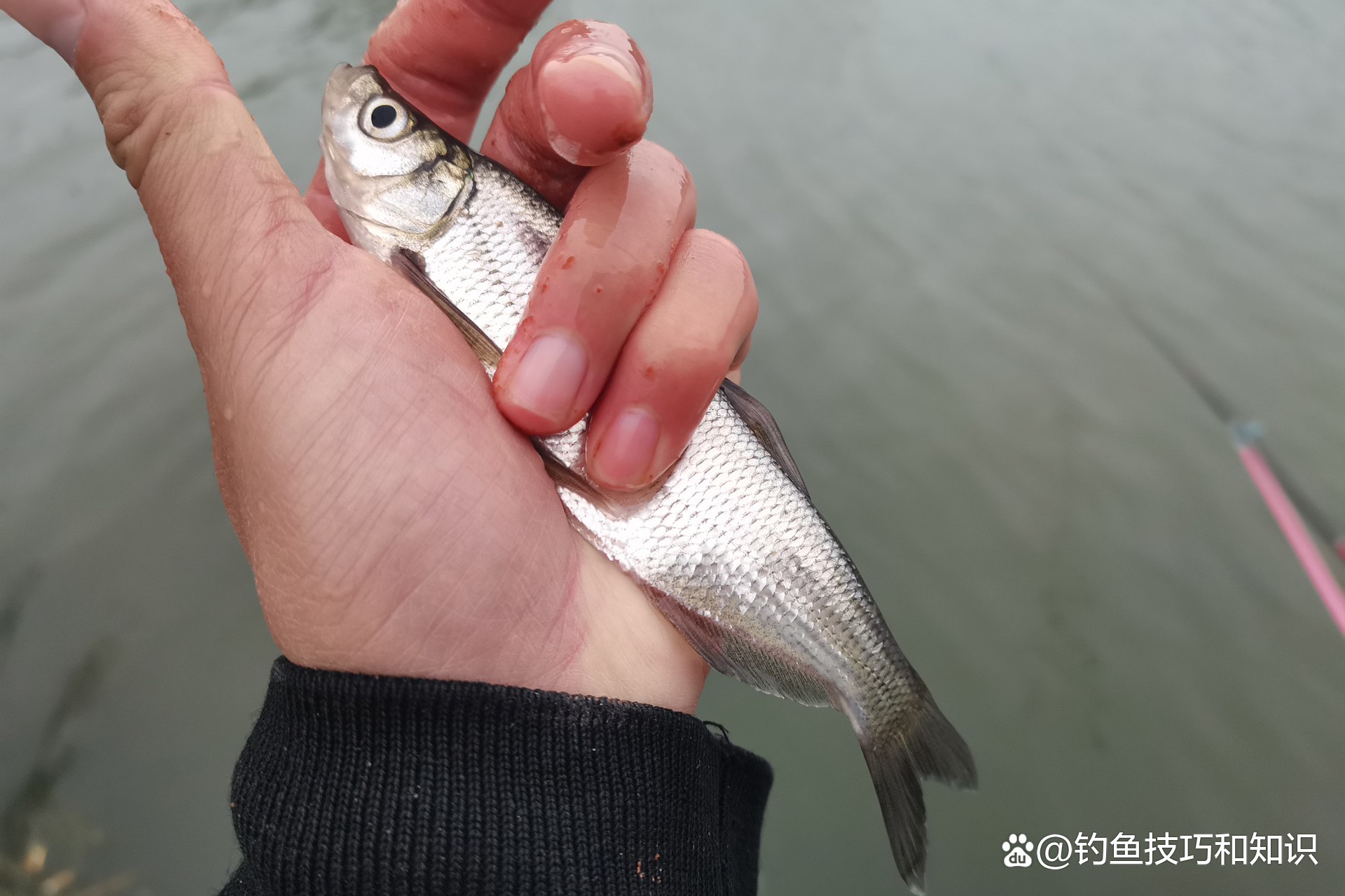 三门峡人工湖路亚白条(三门峡钓鱼)