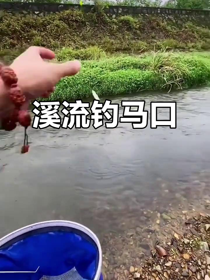 热天钓马口技巧(河流野钓马口技巧)
