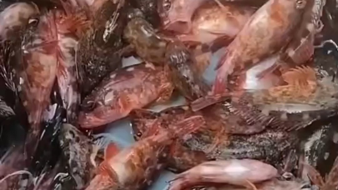 蟹肉海钓(海钓螃蟹视频)