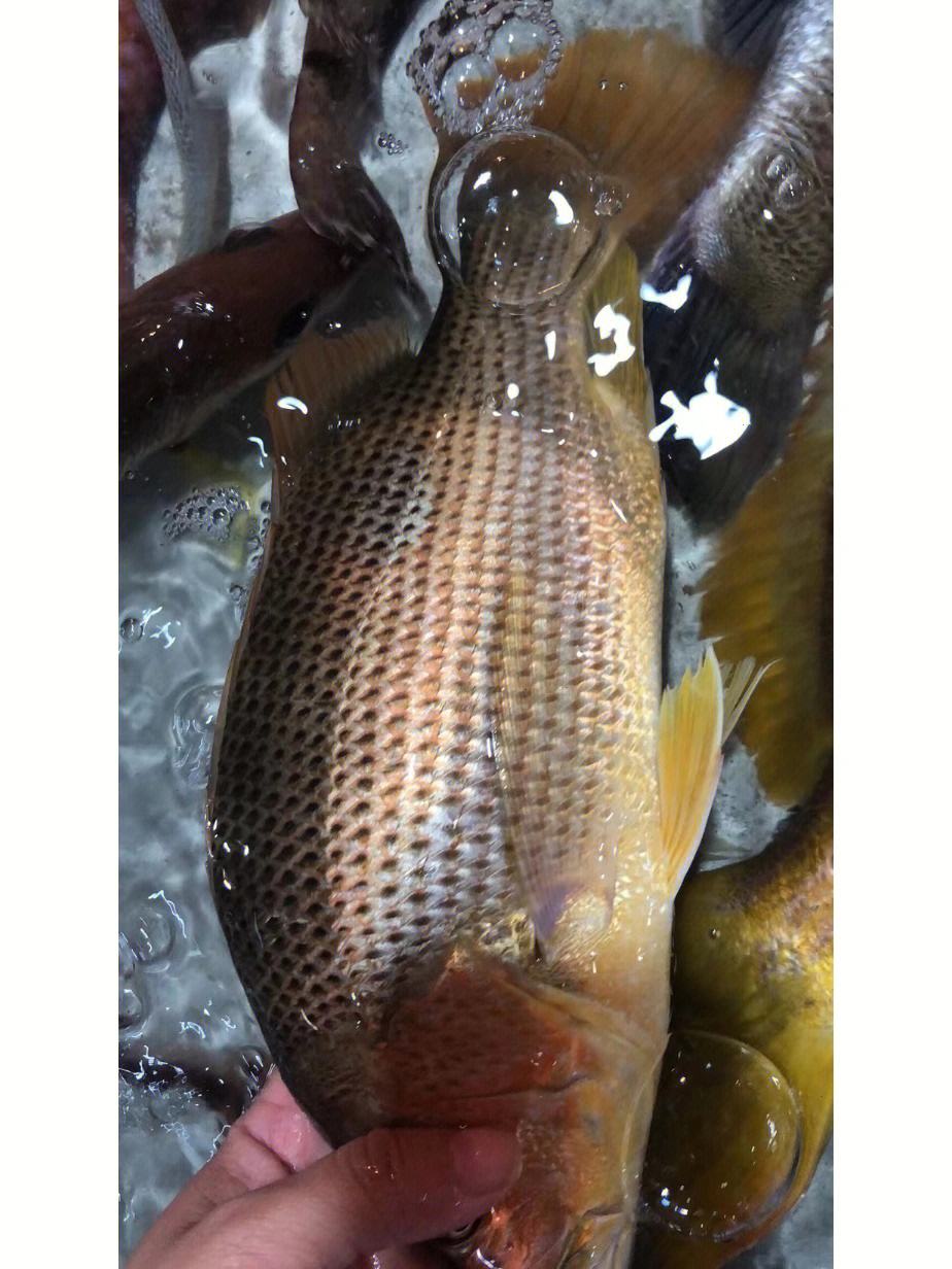 海钓鱼随着潮流(海钓是涨潮比较有鱼还是退潮)