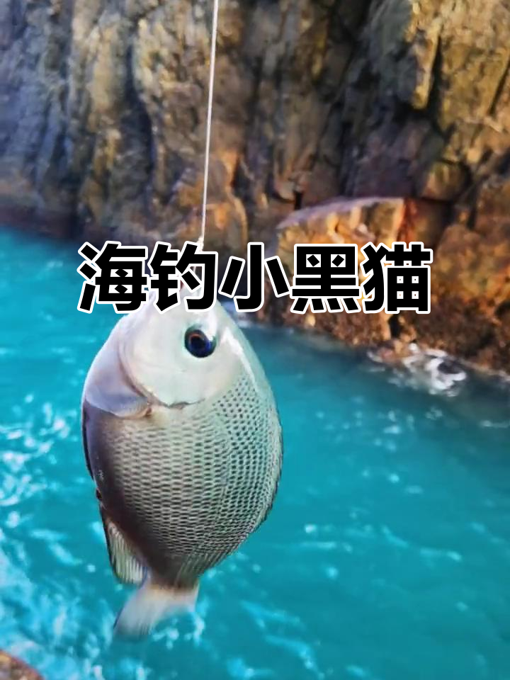 海钓黒毛(船钓黑毛钓组)