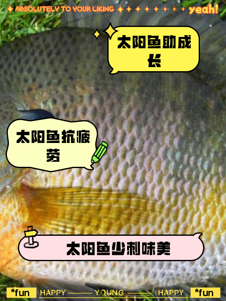 钓太阳鱼技巧与饵料(太阳鱼钓法及饵料搭配)