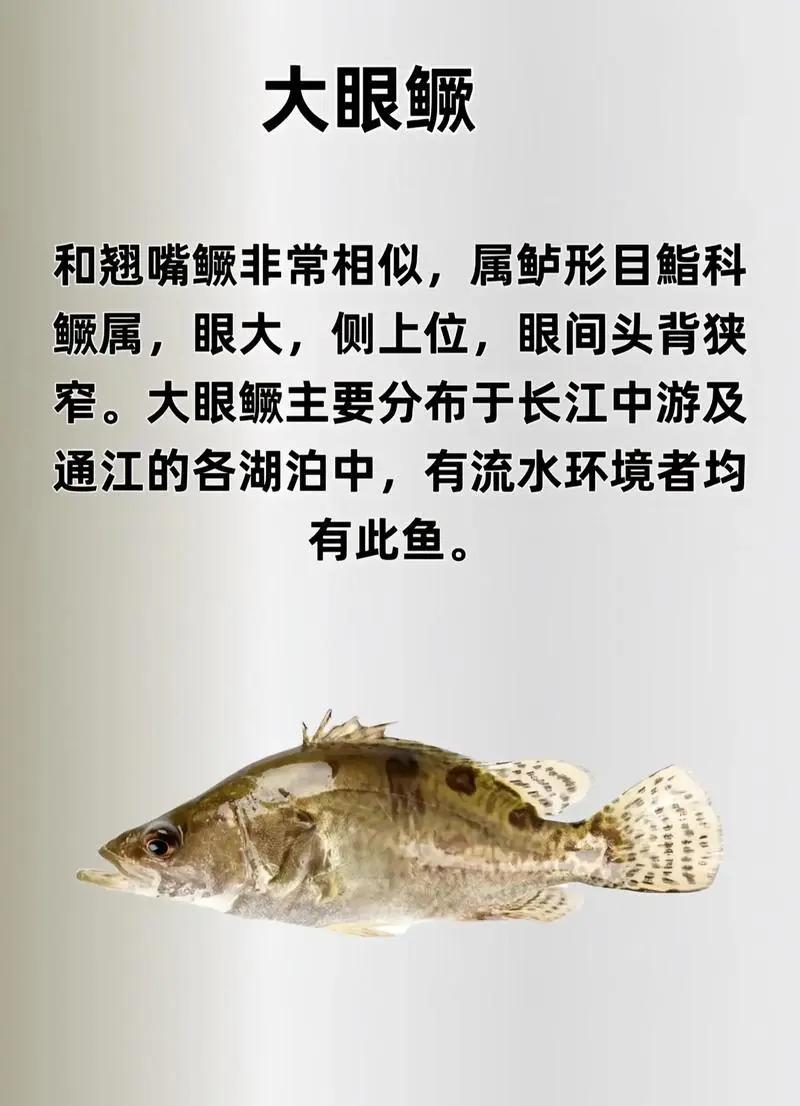 手竿夜钓鳜鱼技巧(手竿夜钓鳜鱼技巧和方法)
