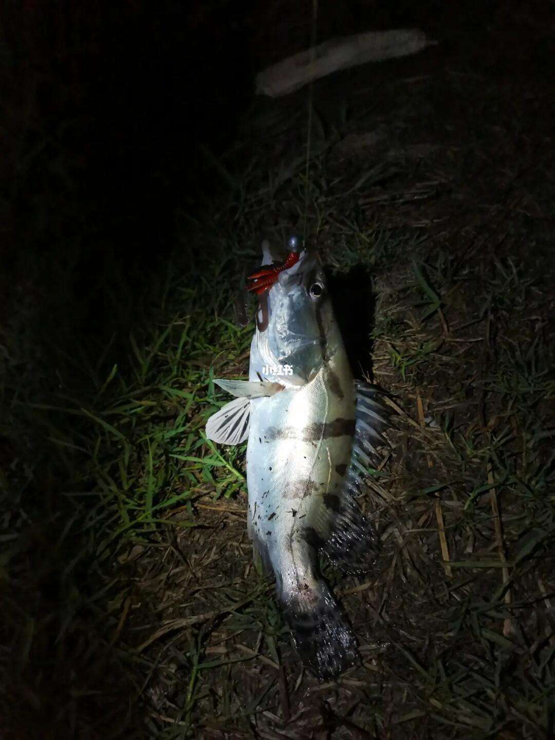 荆州路亚鳜鱼(柳州路亚鳜鱼)