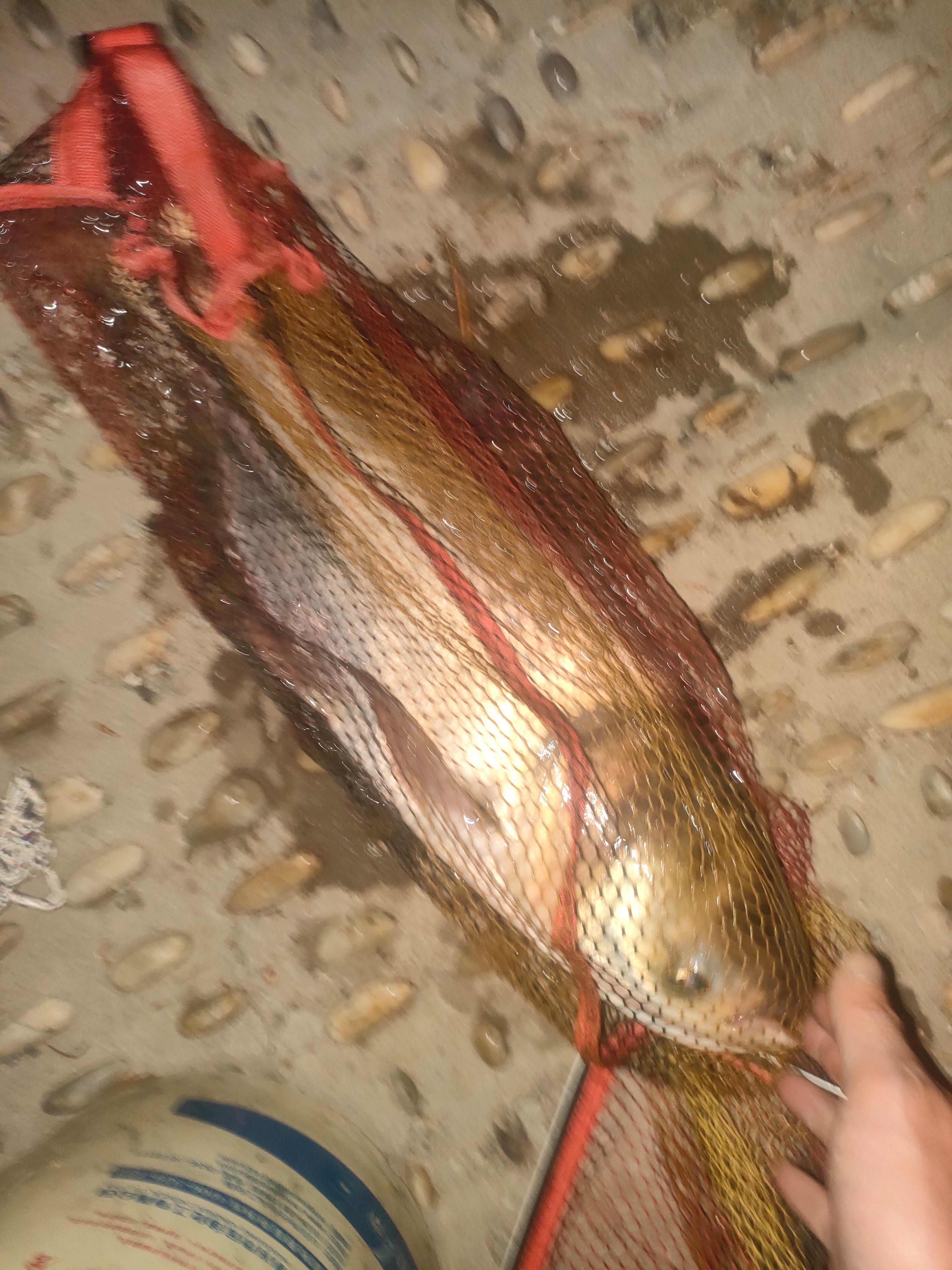 夏天肥水用什么饵料(夏天肥水塘钓鱼如何开饵)