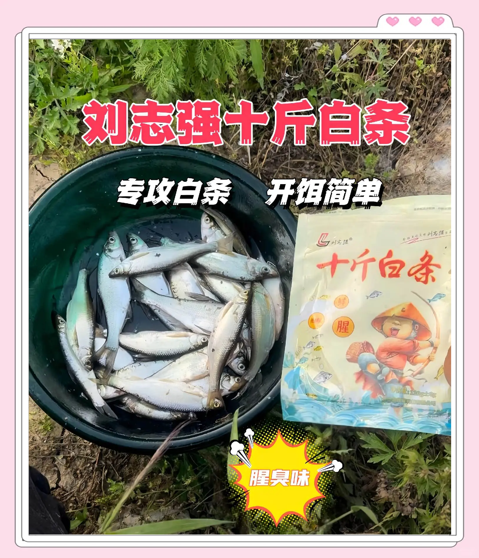 钓白条怎么挂饵料(钓白条怎么挂饵料图解)
